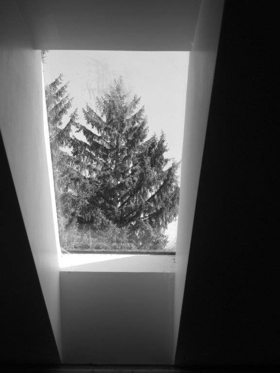 The 65-year-old view through a skylight in the author's HOUSE FOR SALE!