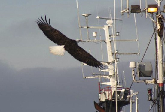 An eagle checks out some fishing boats.