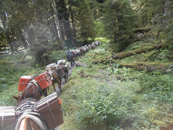 Pack train heading in to Enchanted Valley.