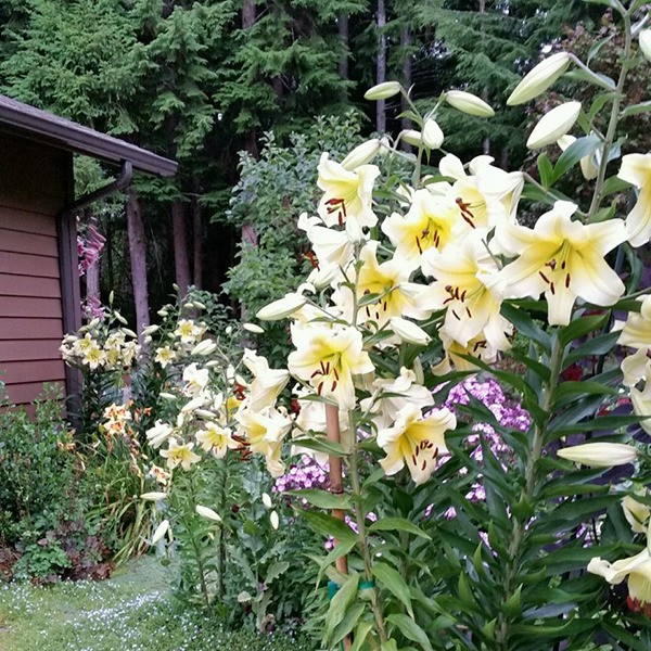 Six foot tall yellow lilies!