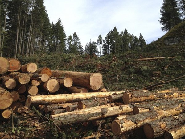 Logging ....