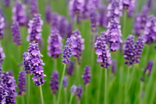 Enter your lavender photo and win some great prizes!