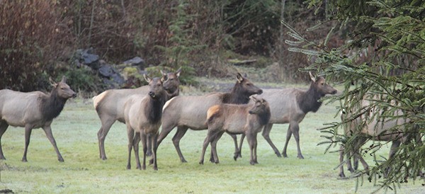 West End elk.