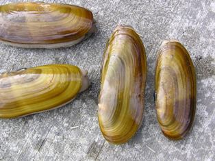 The elusive razor clam.......