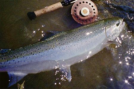 What is the future of the steelhead ....