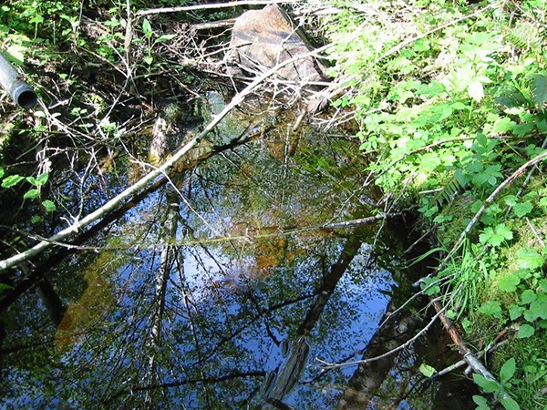 An original Crater of the Bogachiel.