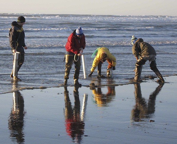 Clam diggers in action.