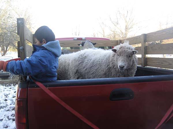 Sheep in a pick-up.