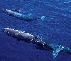 Whales