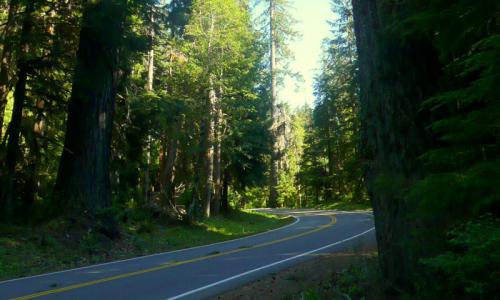 Road to Sol Duc Hot Springs.
