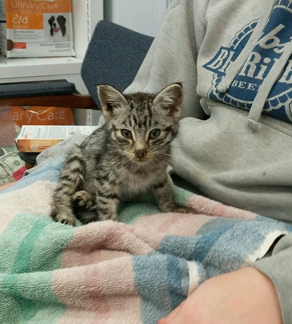 This kitten didn't survive.....