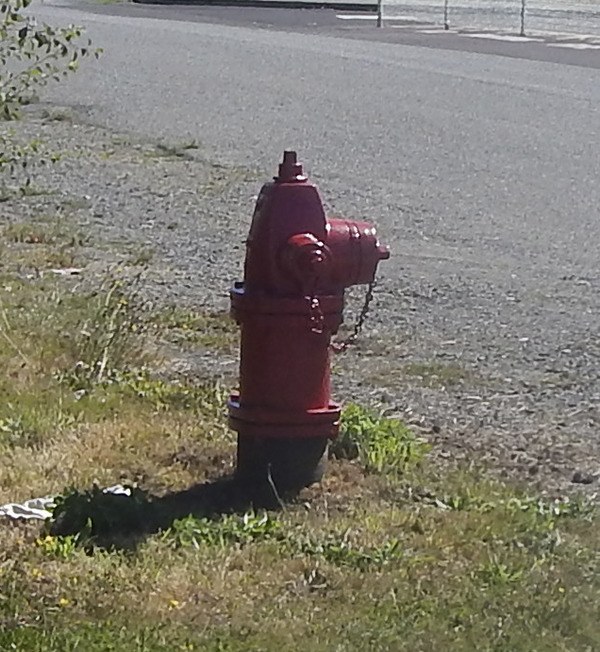 Freshly painted Forks fire hydrant.