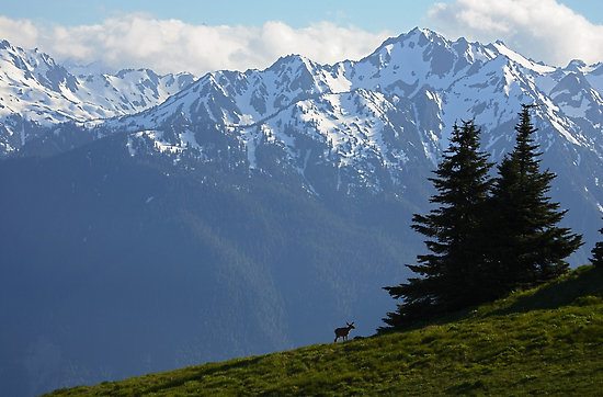 Olympic National Park.