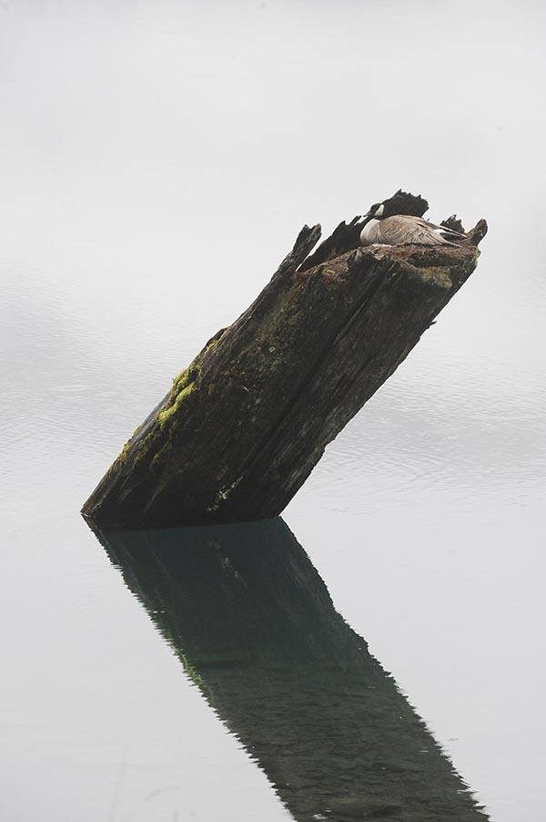 The Lake Crescent goose sits on her nest as highway traffic goes by.