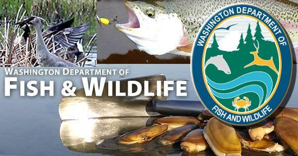 WDFW prepares to launch new recreational licensing system