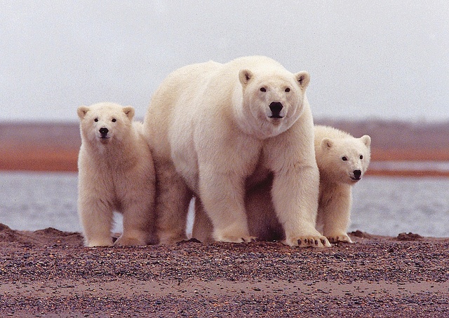 ONRC Evening Talk on polar bears