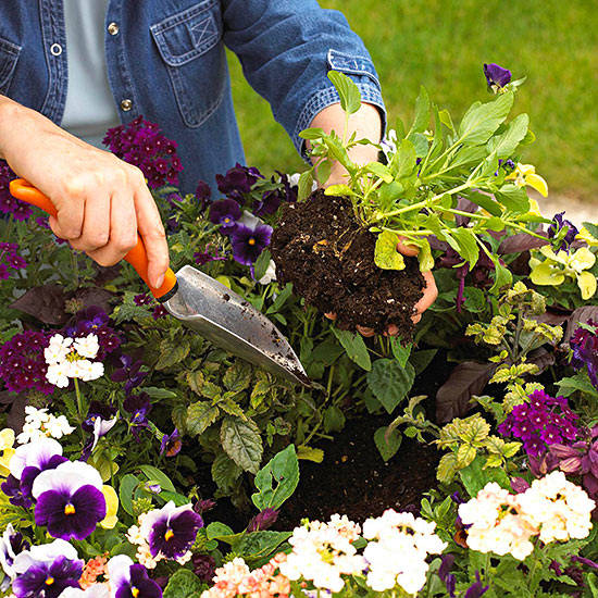 Rejuvenate your Garden!