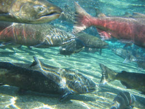 Washington’s salmon fisheries set for 2017