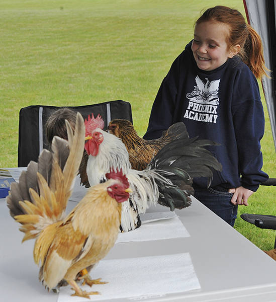 4-H member Leile Earls examines the Crafty Critters poultry at the 4-H exhibit during the Family Fair held at the Forks Elks Lodge on Saturday.