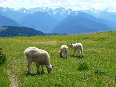 Public Invited to Provide Input on Draft Olympic National Park Mountain Goat Management Plan