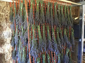 Lavender drying in the California operation. The same process is used here. Submitted photo