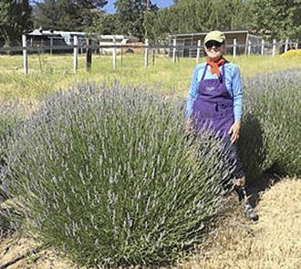 At the farm in California, the plants grow quite a bit bigger than here in the West End. Here Gayle poses next to one. Submitted Photo