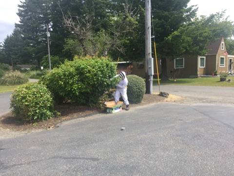 Merrill in his beekeeper’s protective gear and a box works to round up the buzzing mass. Submitted Photos