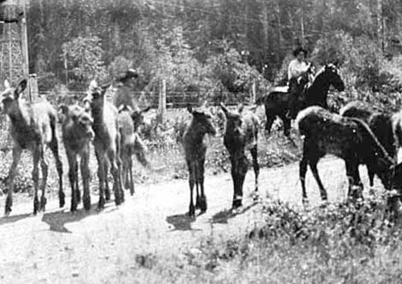 Elk calves being herded into Forks.