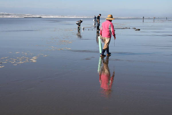 Oct. 6-7 razor clam dig hinges on results of additional toxin test