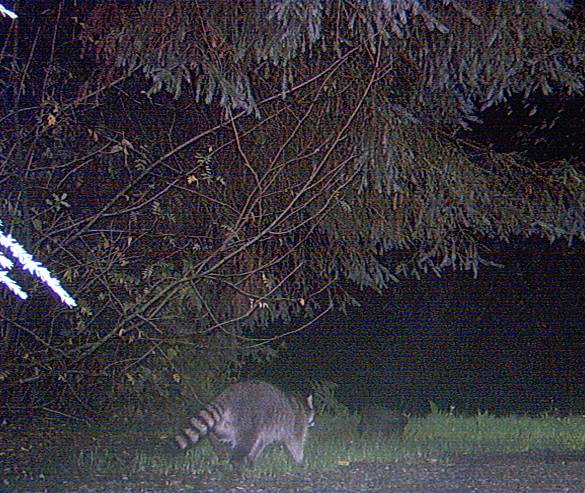 The game camera proof ..there was a killer in the neighborhood!