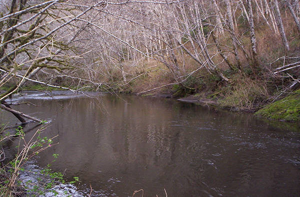 Hoko River hatchery steelhead may also be identified by dorsal fin height