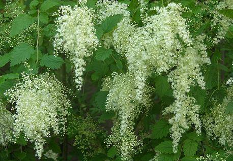 Native Plant Sale