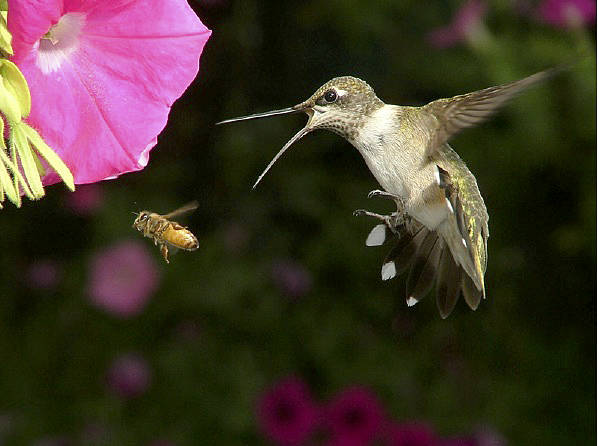 ‘Hummingbirds and Gardens on the Olympic Peninsula’