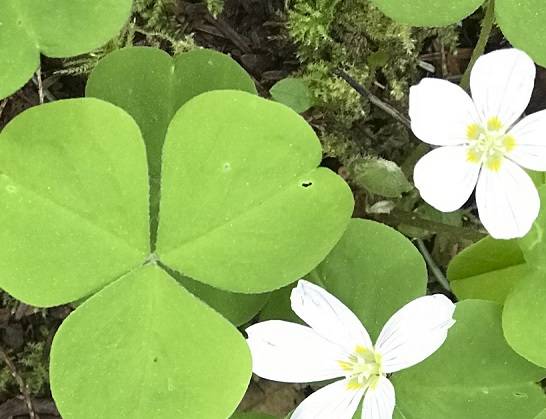 Redwood Sorrel in bloom.