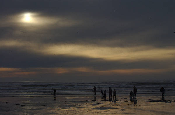 WDFW approves four-day razor clam dig beginning Nov. 8