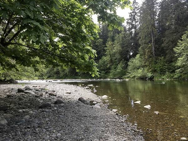 Calawah River salmon habitat conserved with North Olympic Land Trust