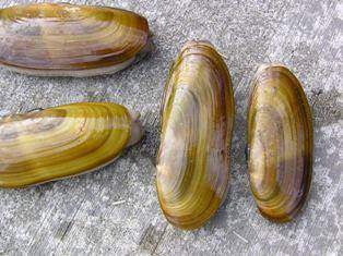 WDFW approves four-day razor clam dig beginning Dec. 20; announces tentative digs through February