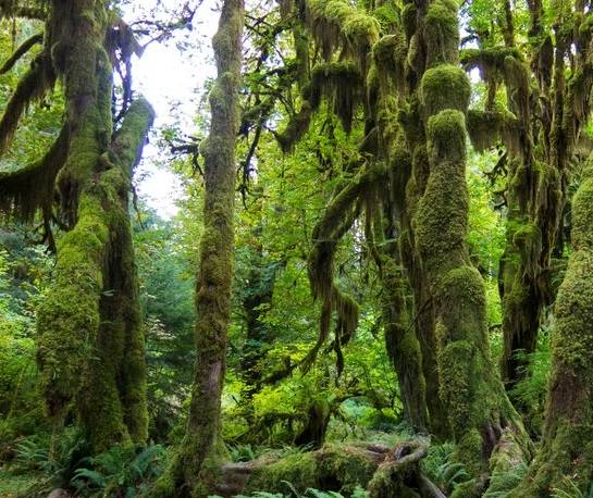 Wind Damage and Power Outages Result in Closures at Olympic National Park Following Major Storm Event