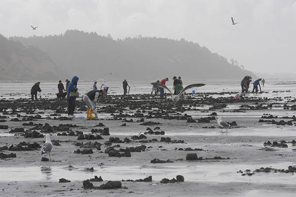 WDFW approves 5-day razor clam dig starting Jan. 2