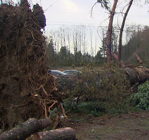 Did you experience downed trees, limbs, etc. during the storms in December and the first part of 2019?