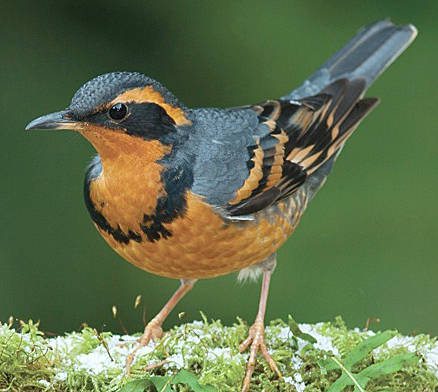 Evening Talk: Breeding Land Birds of the Olympic Peninsula