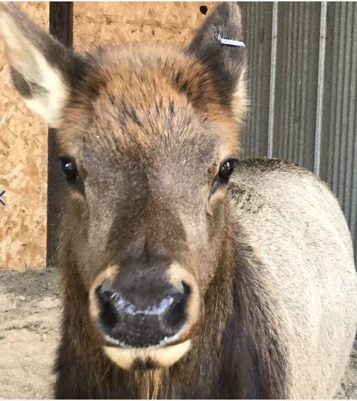Partially-tamed elk, “Buttons,” fails to join wild herd, transported to new home at Woodland Park Zoo | Forks Forum Partially-tamed elk, “Buttons,” fails to join wild herd, transported to new home at Woodland Park Zoo | Forks Forum