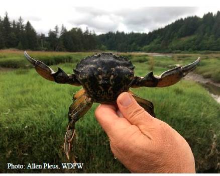 2019 European Green Crab trapping on the Makah Reservation