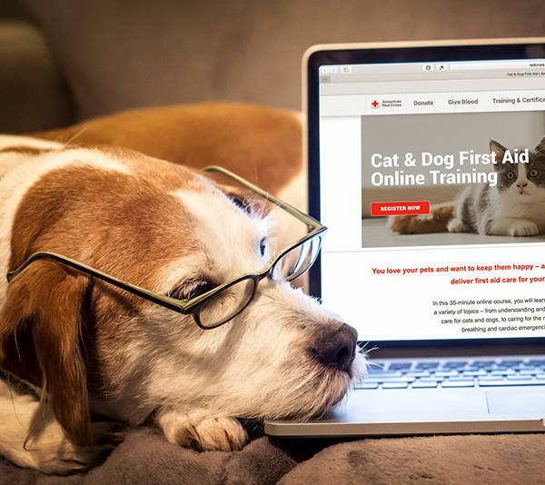 Red Cross has Online Course and App for Cat and Dog Owners