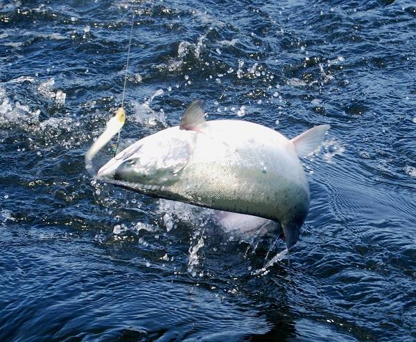 West Coast Ocean Salmon season set