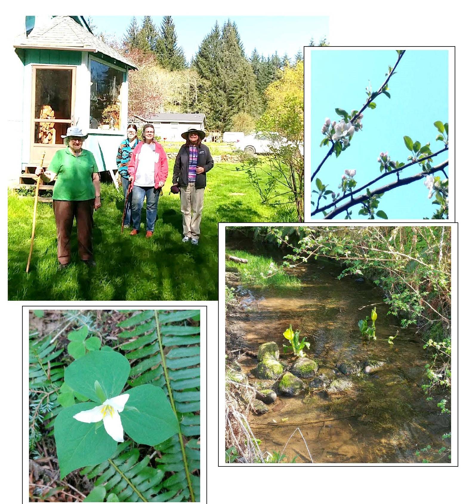 Shirley Sharpes and tour members, apple blossoms, trillium, and skunk cabbage in the creek. Photos Katie Krueger
