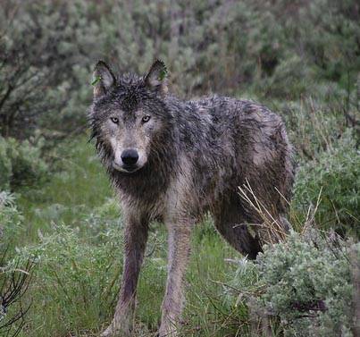 Wolf post-recovery plan development seeking public comment