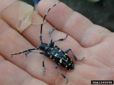 State Asks Residents to Check Trees for Invasive Pests in August