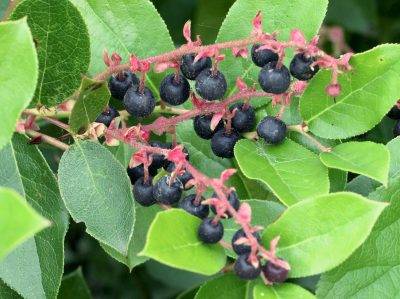 Salal Cutting Permits to be Issued in September