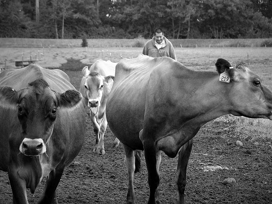 These cows are ready for Farm Week! Submitted photo